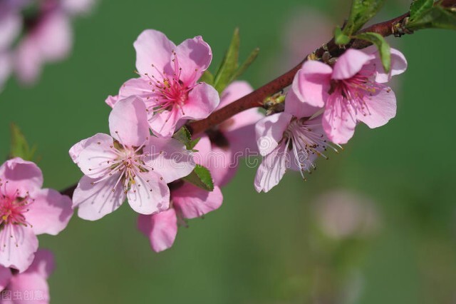 关于春天的古诗100首欣赏,春天古诗大全十首