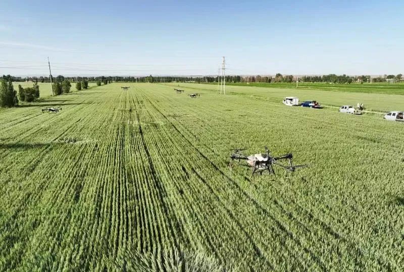 农业部门三抓三促专项行动简报,三抓三促农业生产