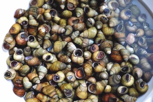 洋泾湖河鲜,阳山县河鲜