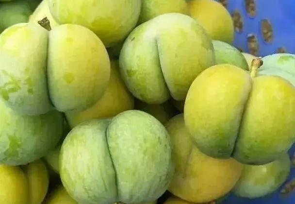 目前农村种植什么最好赚钱呢,在农村种植什么赚钱最快呢