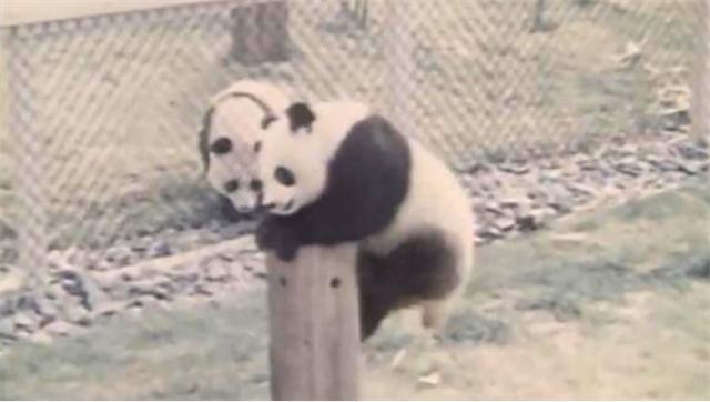 毛主席送给尼克松12字手书，尼克松看后一头雾水，至今无人能解