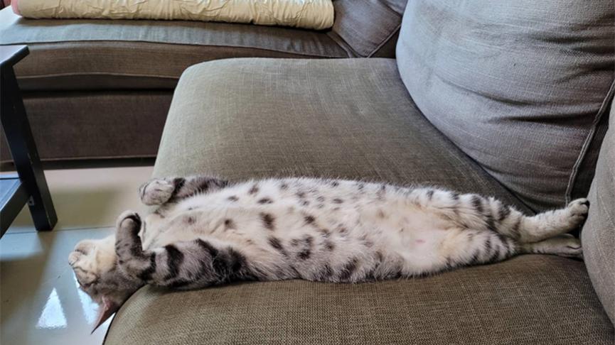 猫自己在家会不会孤独,猫自己在家会无聊吗