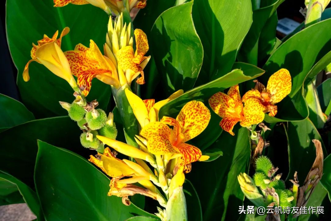 【高端原创诗词平台】云帆诗会2023第二十期·下