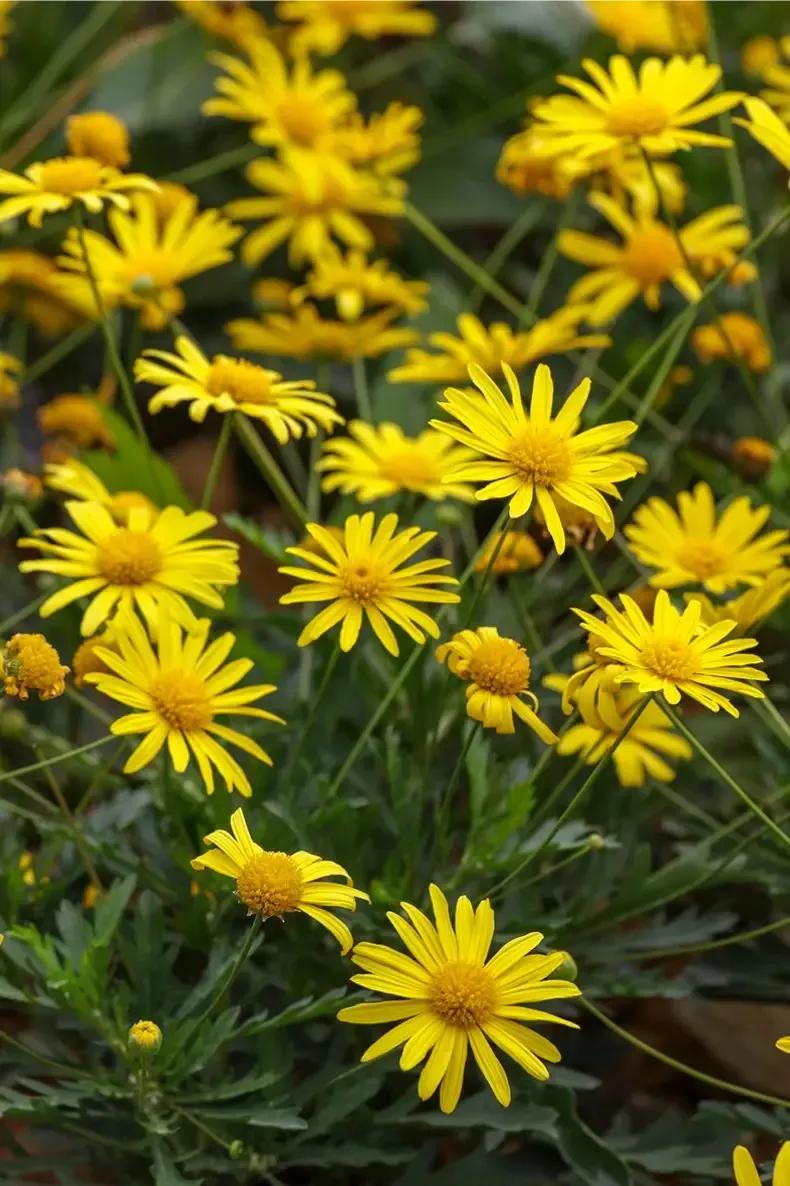 国色天香秀色可餐的美女 (秀色可餐与国色天香)