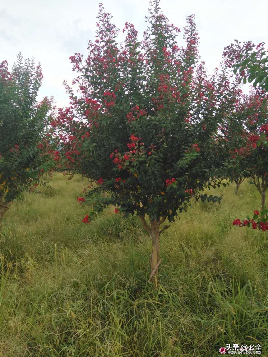 地里苗子怎么找销售,地里的农产品如何卖