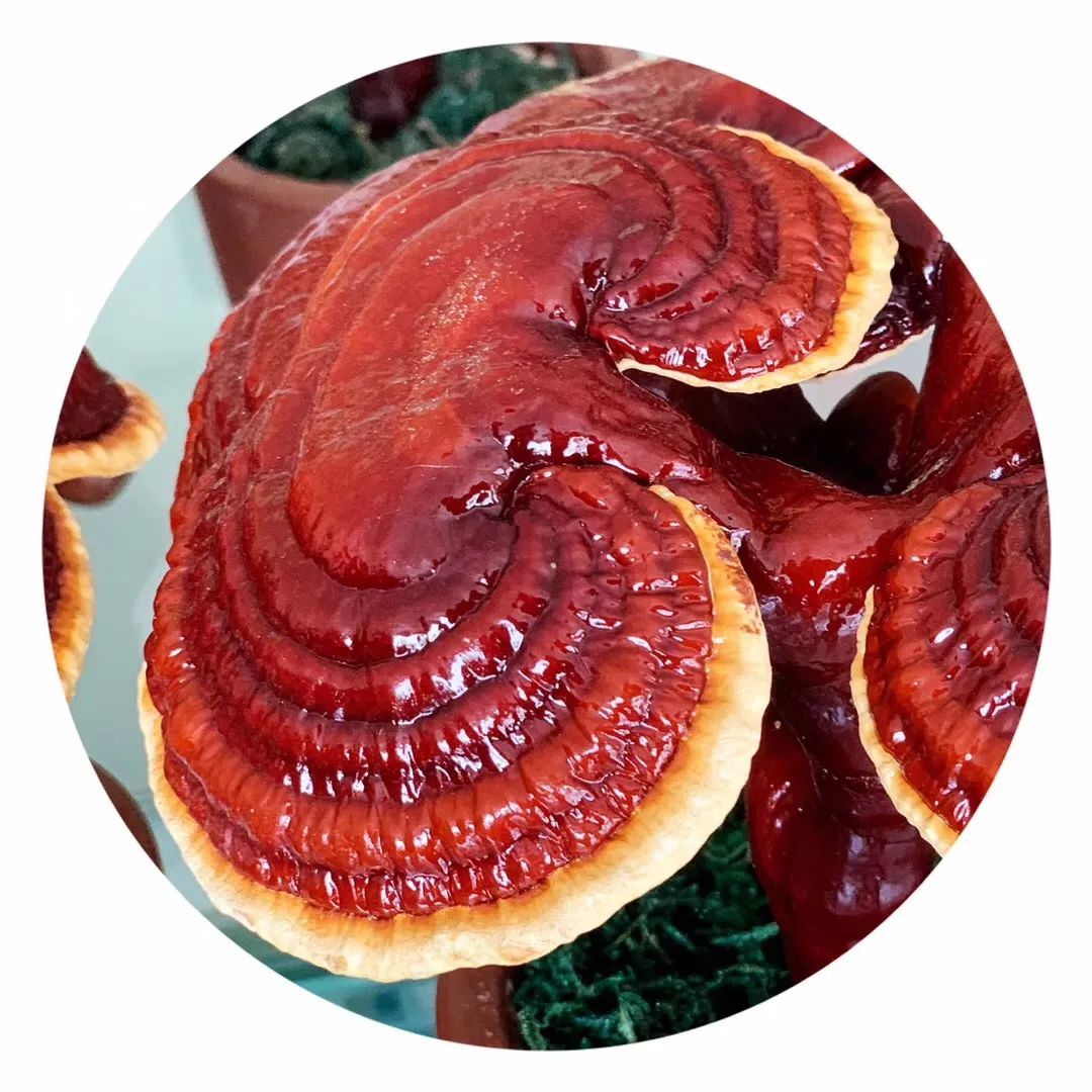 沂蒙乡村振兴学习感悟,乡村振兴看沂蒙专题