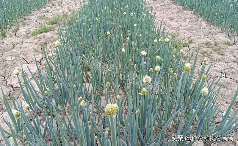 大葱种子最好的品种,大葱什么品种最适合北方种