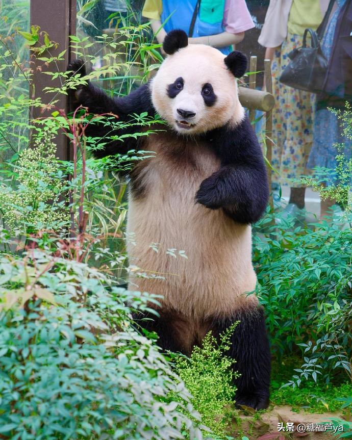 那些证明福宝是人的证据——毛皮大衣下是个小人精