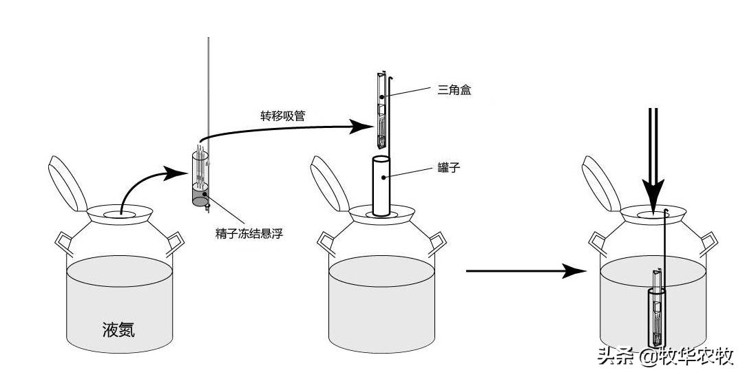 母牛人工授精技巧方法,母牛人工授精的方法