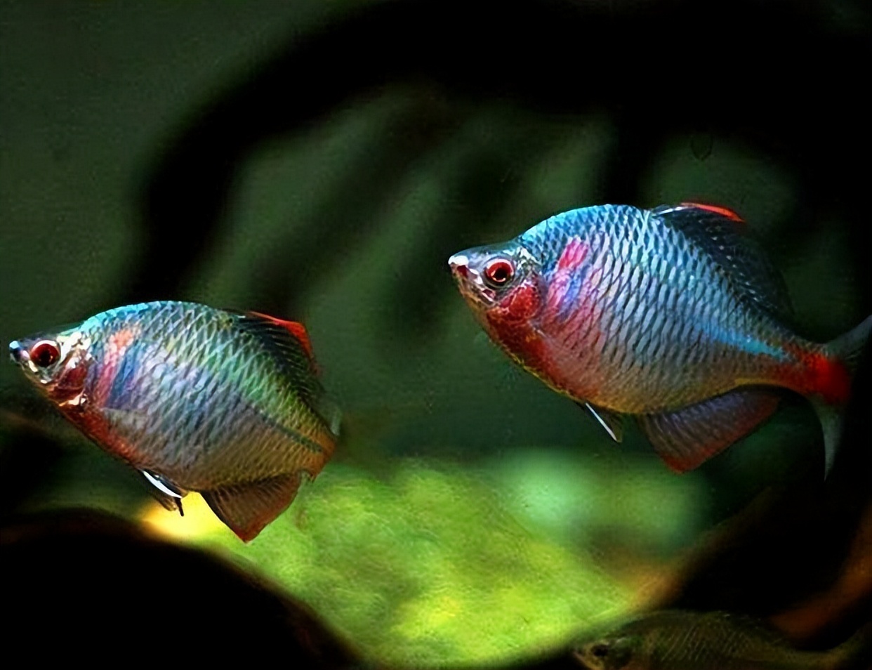 让钓友头疼的4种小杂鱼,让钓鱼人最讨厌的十种小杂鱼