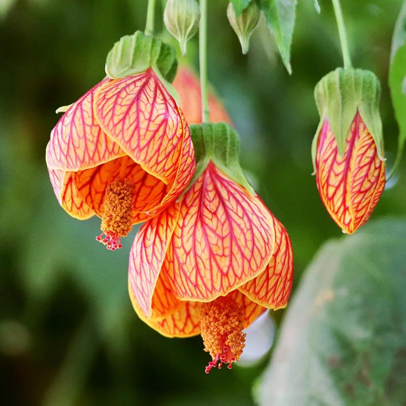 春夏之交，越来越多的花含苞欲放，这一百种娇媚蓓蕾真是美不胜收