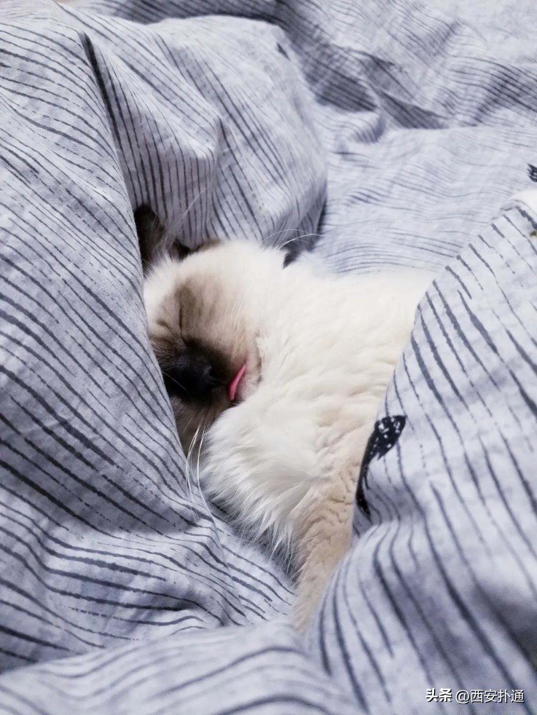 高新大都荟摆摊夜市在哪个位置,高新大都荟摆摊