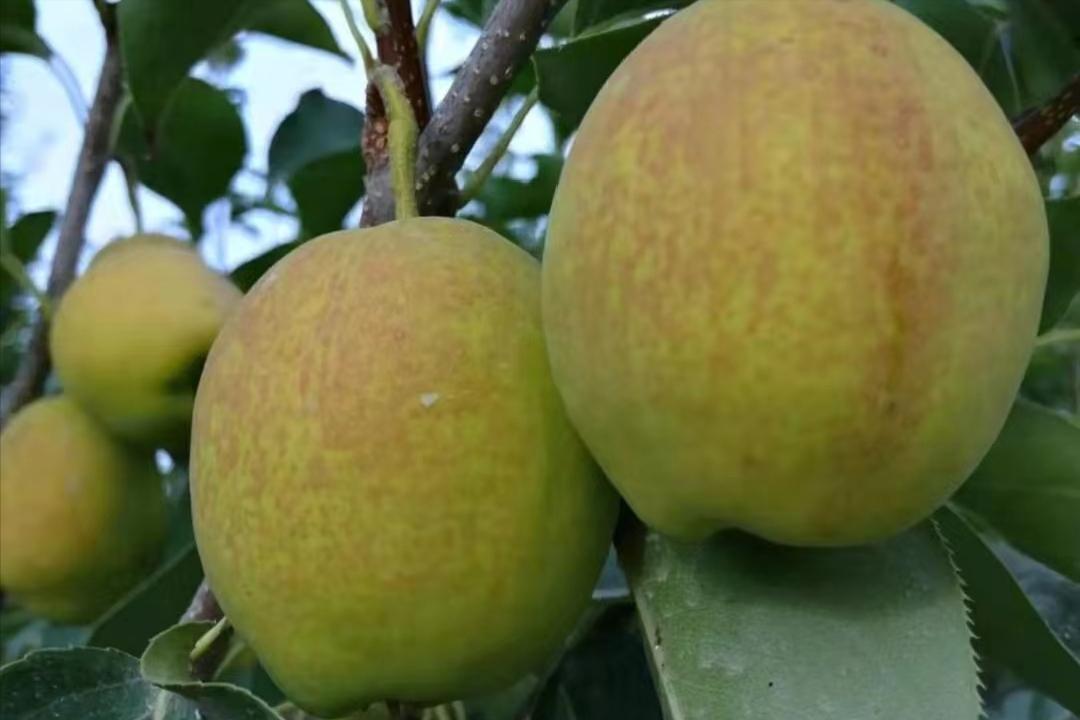 价格走高，梨果“涨声一片”，库尔勒香梨凭什么卖4元/斤的高价？