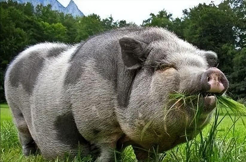 西西里尼罗猪的全基因组群体在意大利和世界性品种的框架