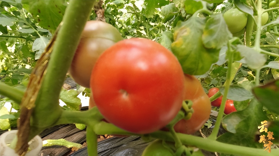 第七期乡村振兴致富带头人,乡村振兴致富带头人第二期