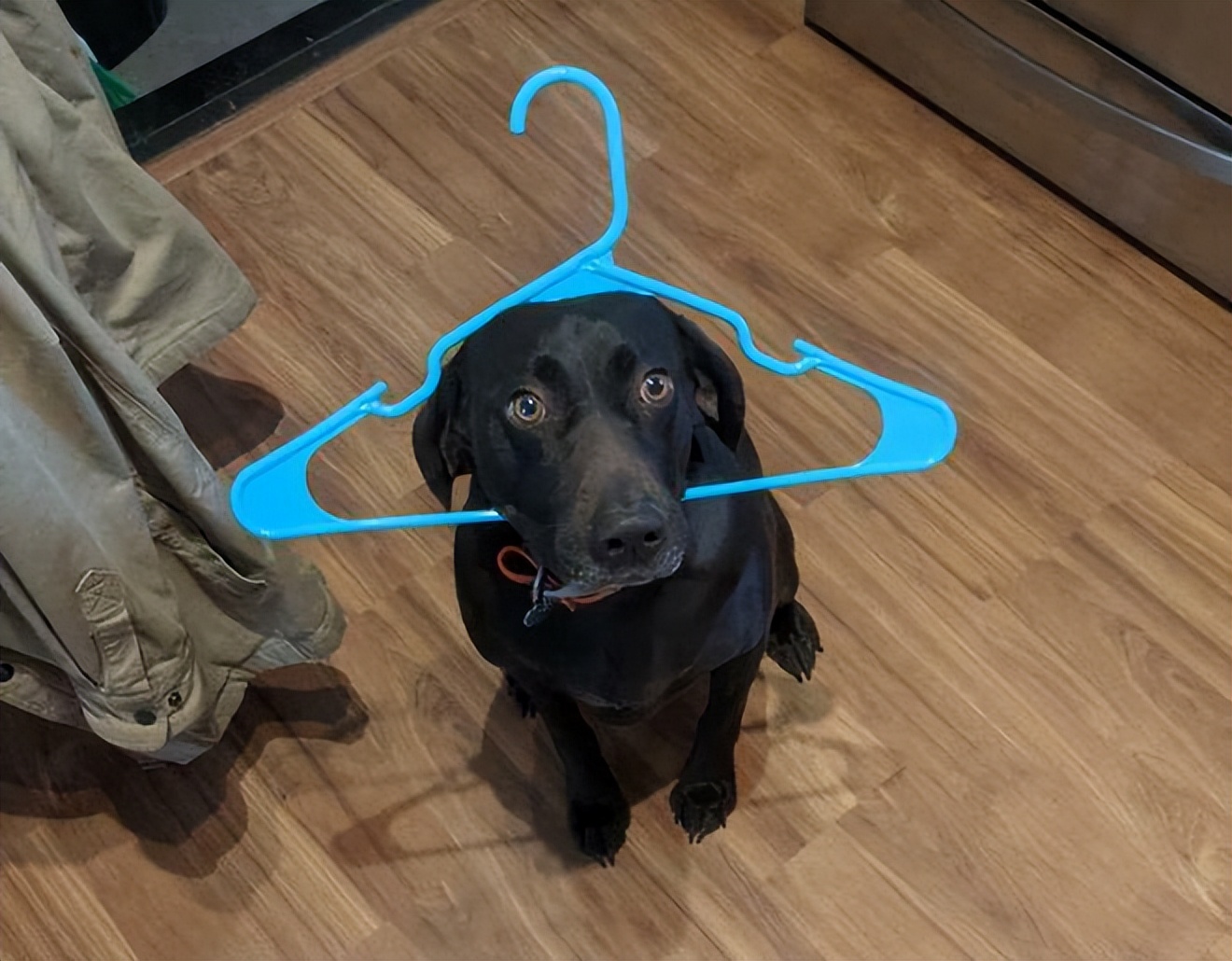 一身反骨的狗狗也有温柔的一面,天生反骨狗狗