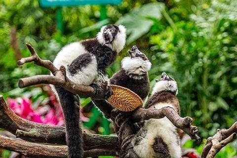 广州长隆野生动物园全部动物,广州长隆野生动物园所有动物介绍