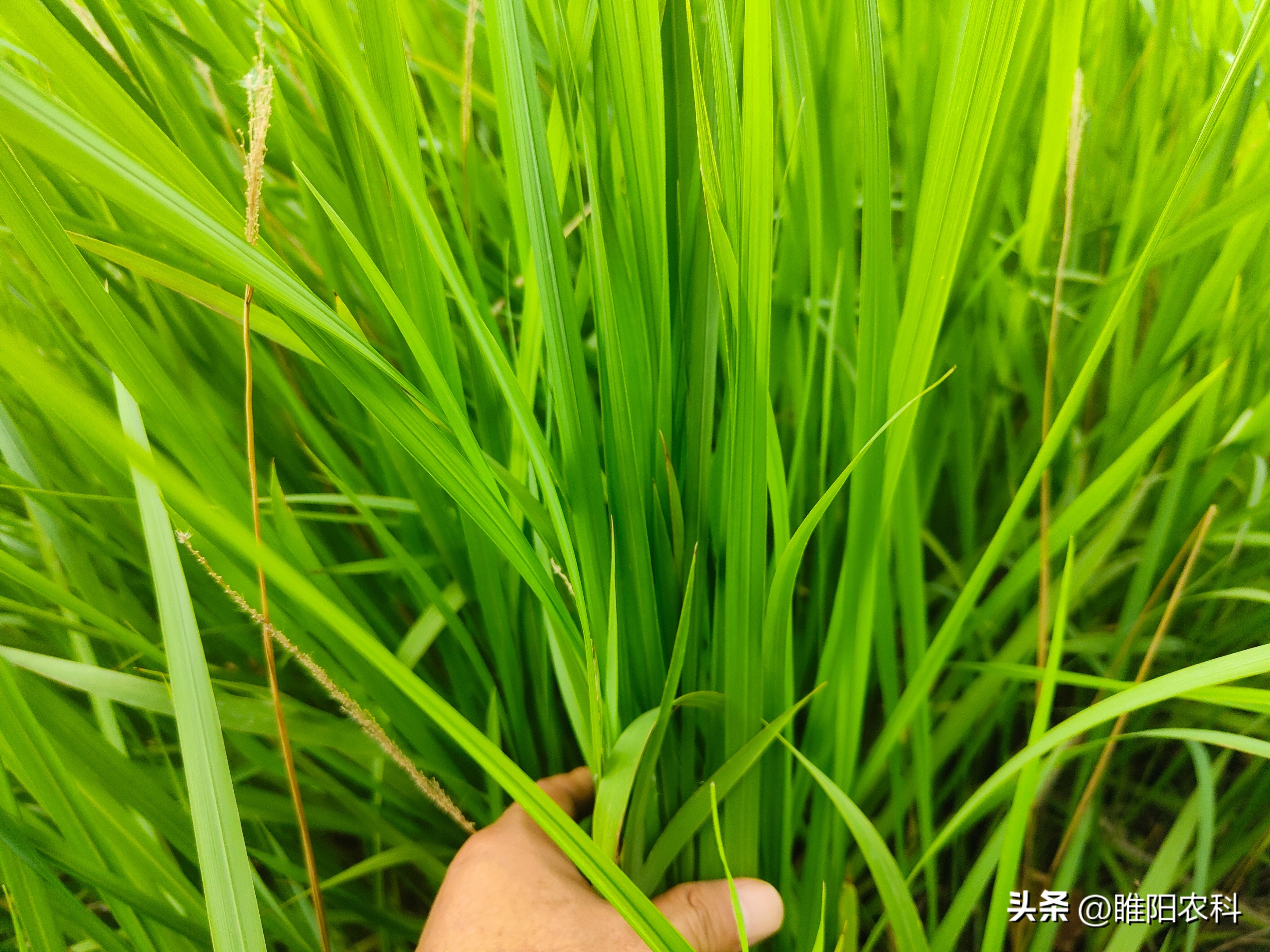 草甘膦防除恶性杂草,除杂草什么草甘膦最好