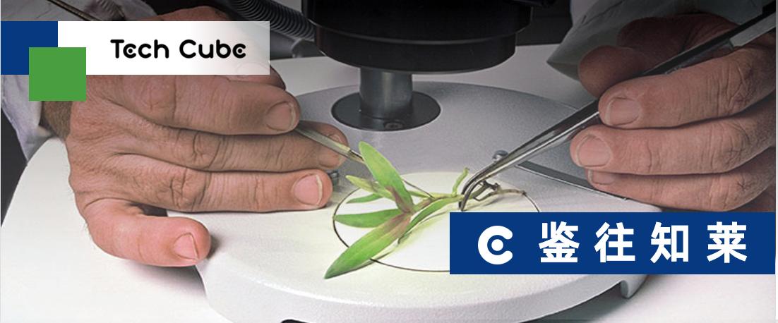 *麻大**生物育种风向标，BetterSeeds由点及面铺设高价值管线策略