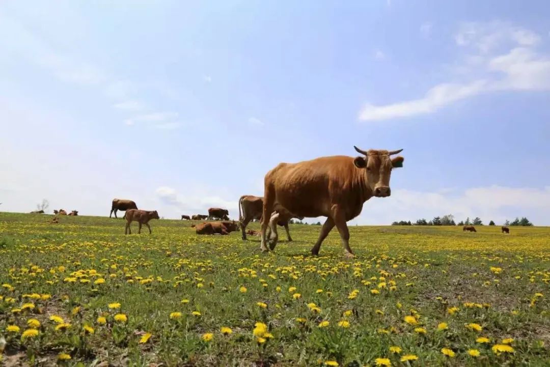 犇福金达莱地址,犇福农场金达莱多吗