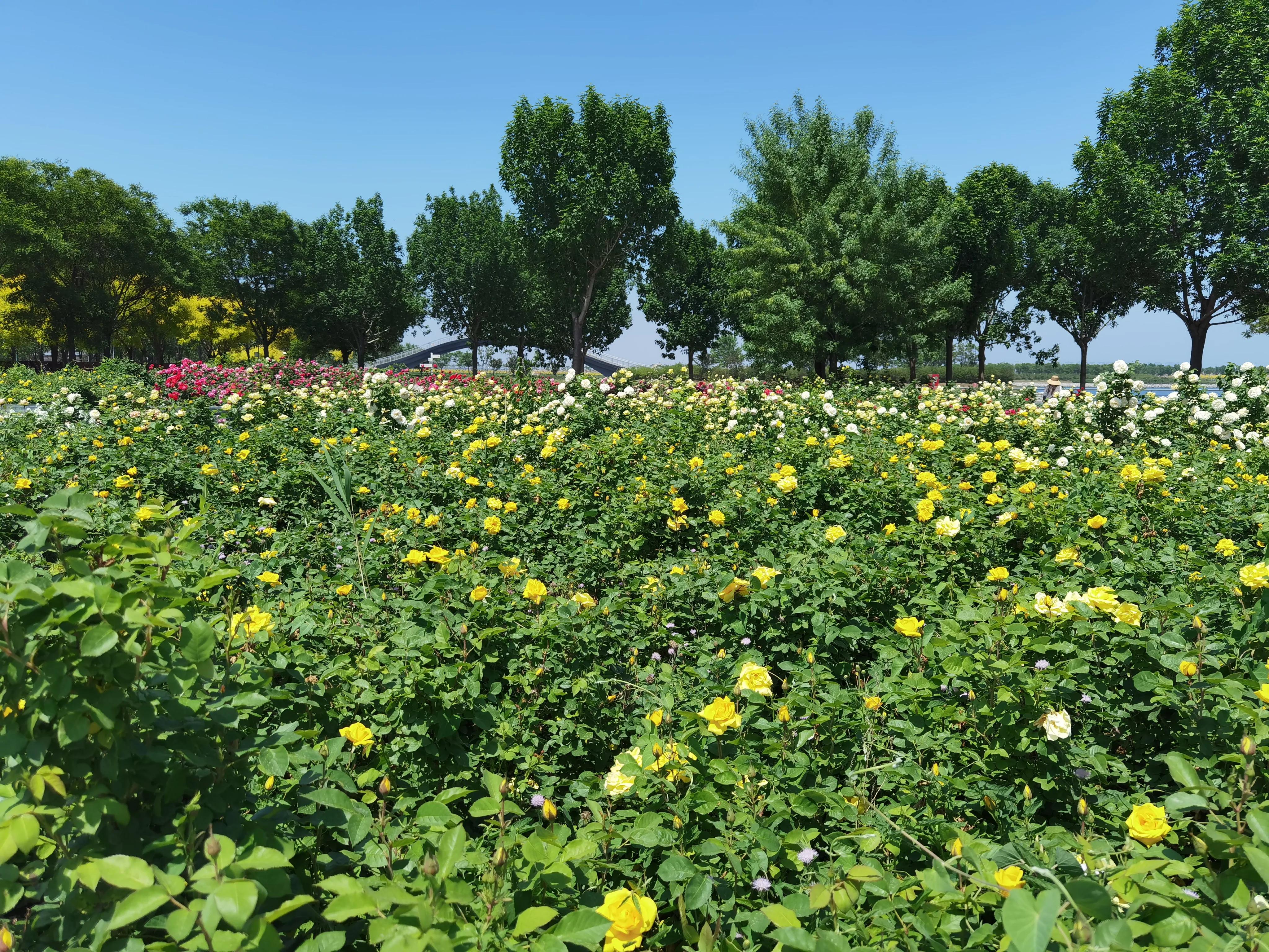 南湾海洋运动公园,国家海洋博物馆周边南湾公园