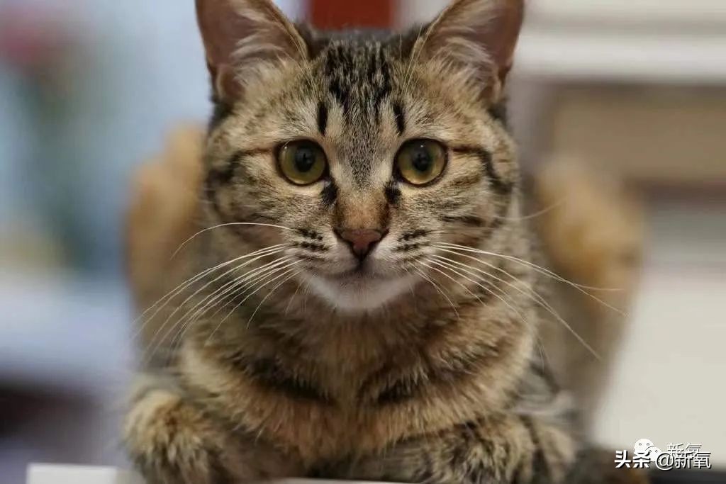 易梦玲手机照相设置,易梦玲拍照修图吗