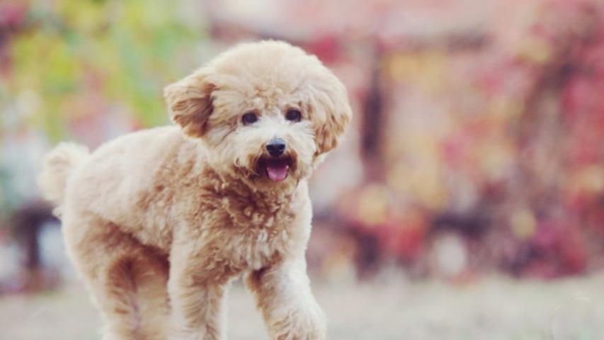 养了三年泰迪现状如何分析,为什么现在养泰迪的越来越少