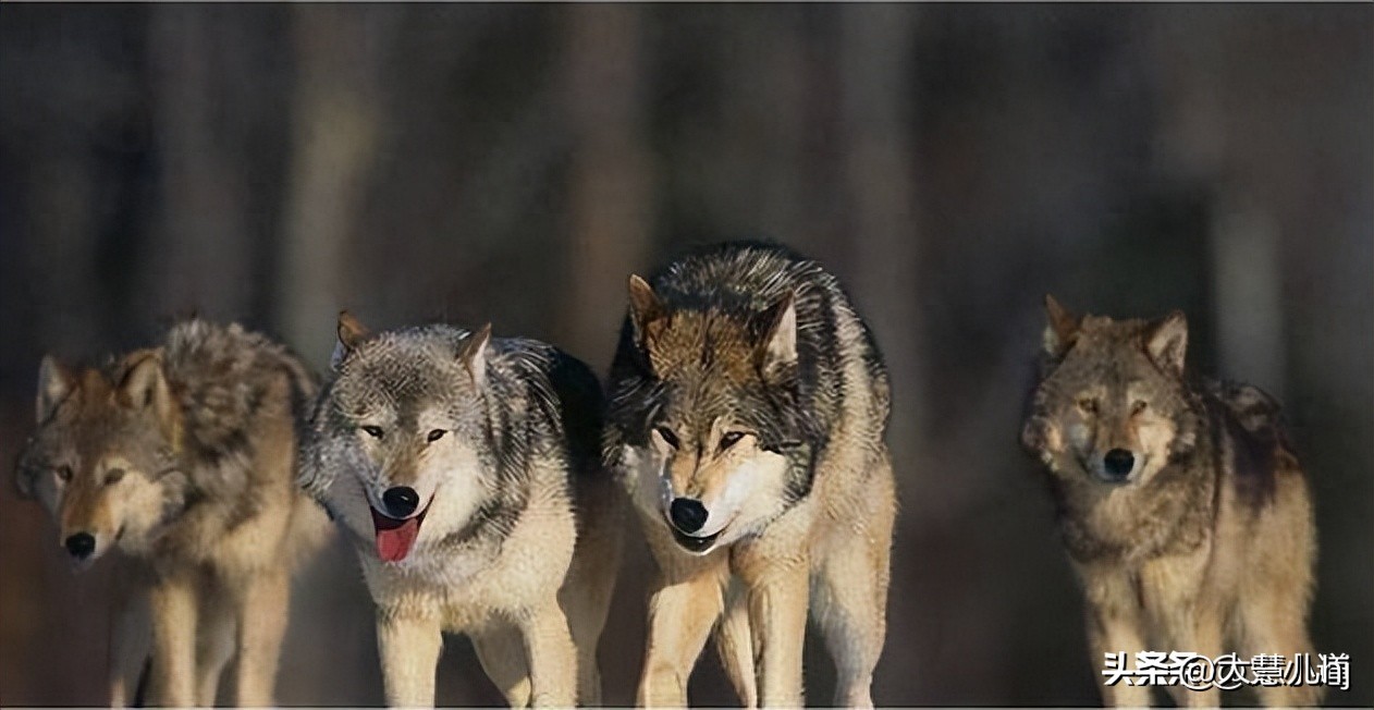 情侣野外发现尸体,情侣拜天地