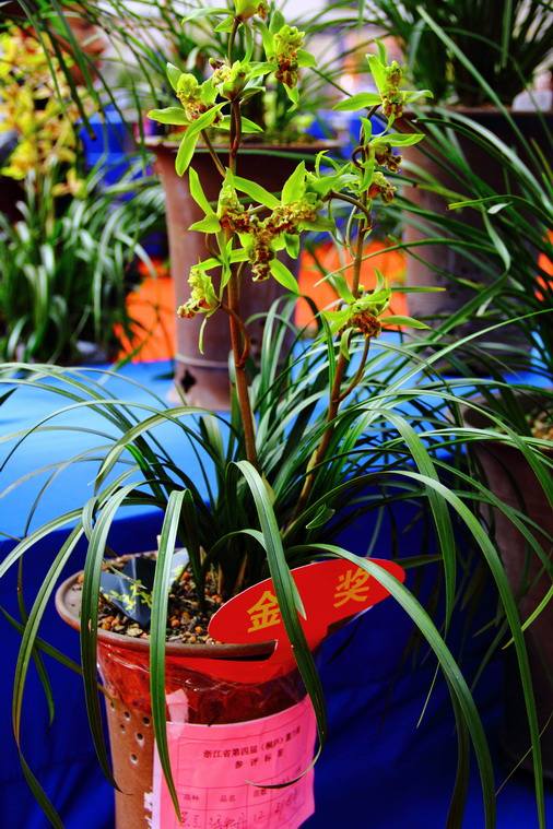 蕙兰最值钱的品种,蕙兰10大精品