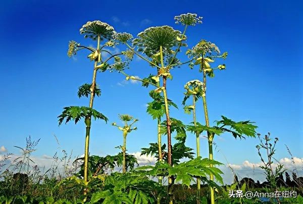四种最毒的毒草,最毒的六种毒草