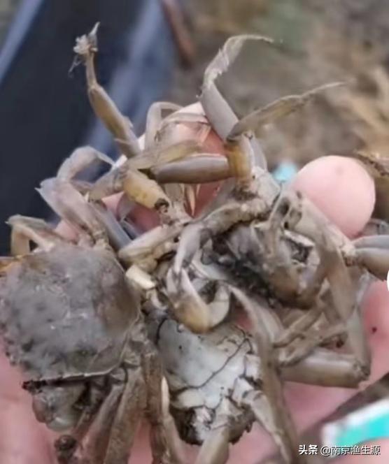 河蟹水肿病最好处理方法,河蟹水肿