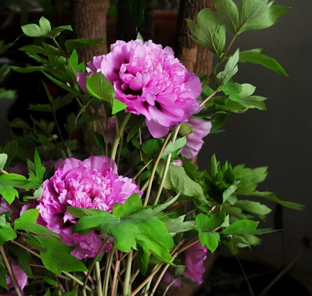 牡丹吊兰扦插烂根怎么回事,牡丹烂根用什么药