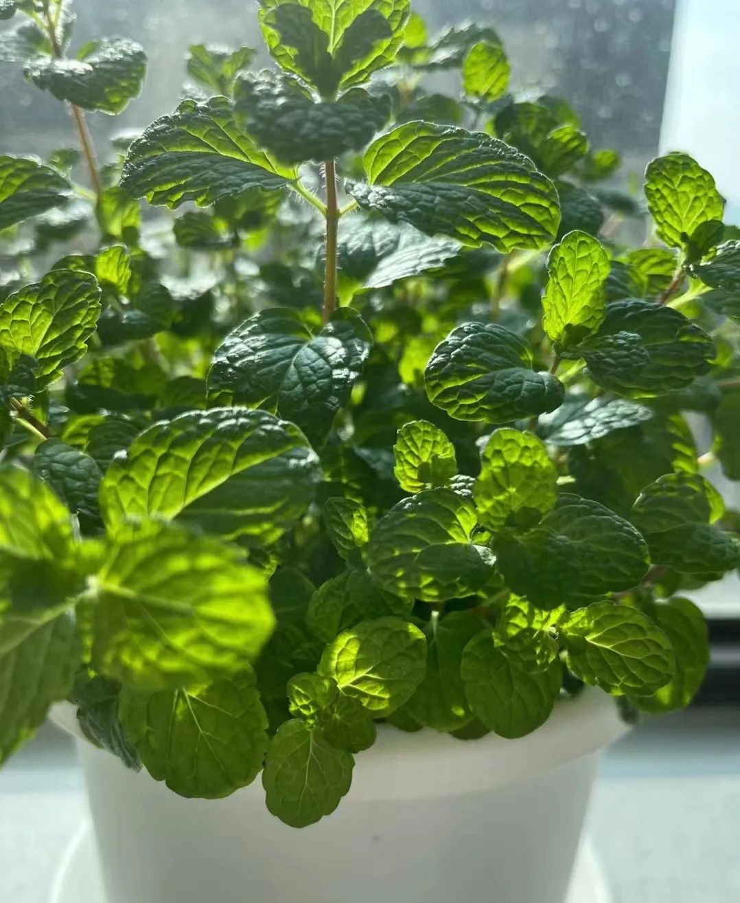 薄荷怎么养才能爆盆能晒太阳,一枝薄荷怎么养才能爆盆