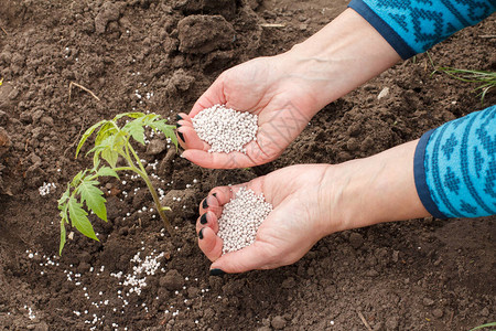 番茄叶片边缘焦枯卷曲,番茄叶子卷曲皱缩怎么处理