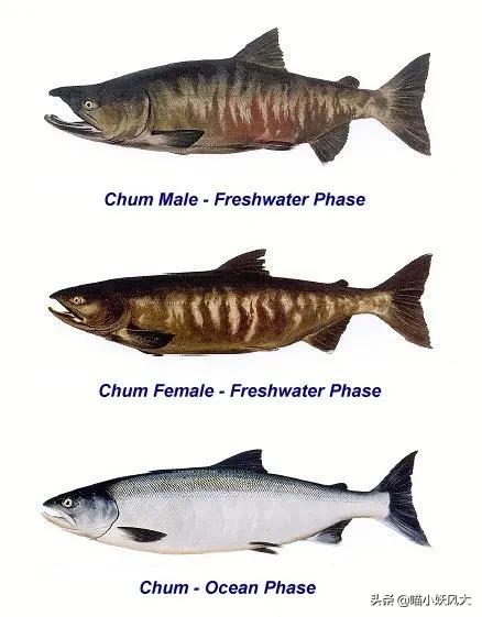 中国拿到多少马哈鱼捕捞权 (珲春放流大马哈鱼)