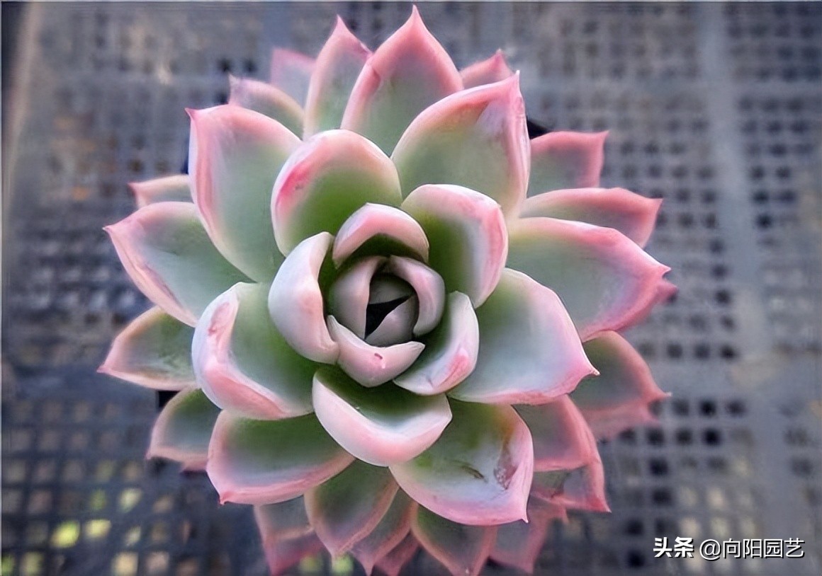 买多肉发物流划算吗,多肉植物冷链快递