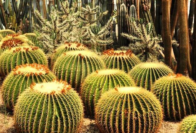 4种花颜值高养在家里超漂亮,家里养什么花招财又旺家