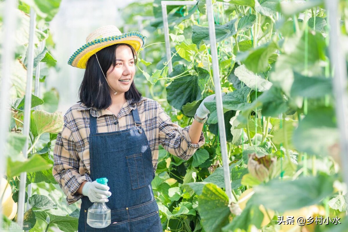 蚜虫的特点及防治方法有哪些,蚜虫用什么无毒害的治蚜虫最好