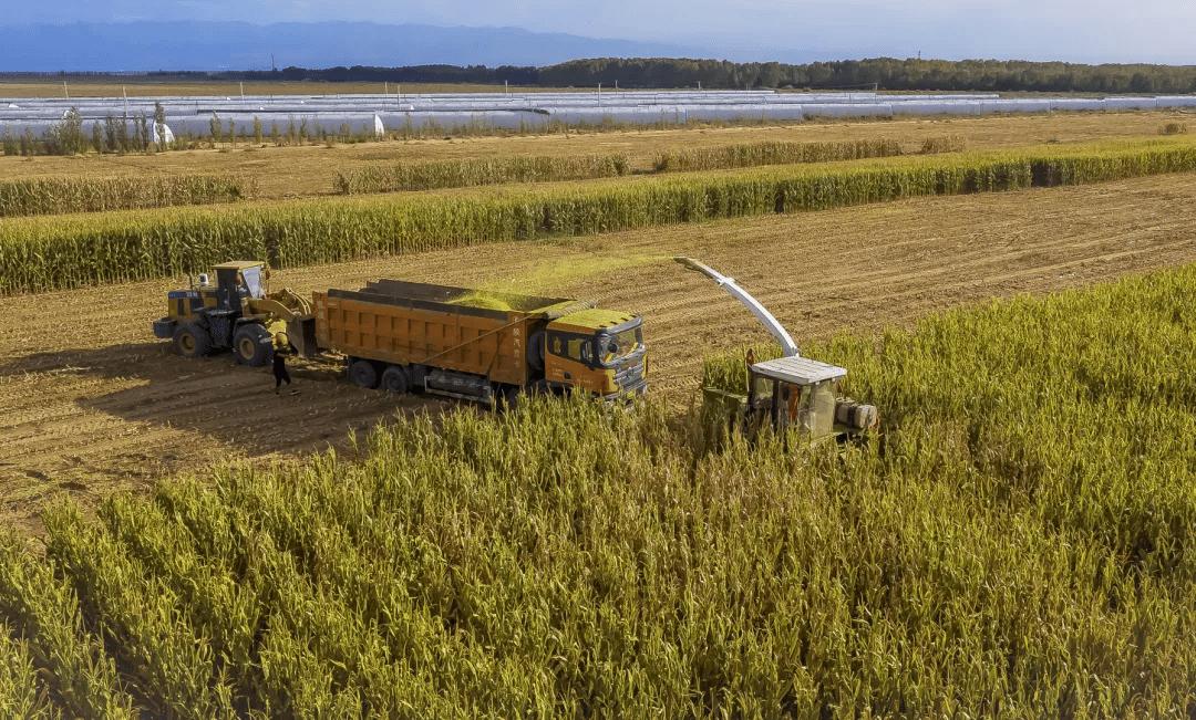 一台收割机9小时收割小麦45公顷,最新款玉米收割机青储收割视频