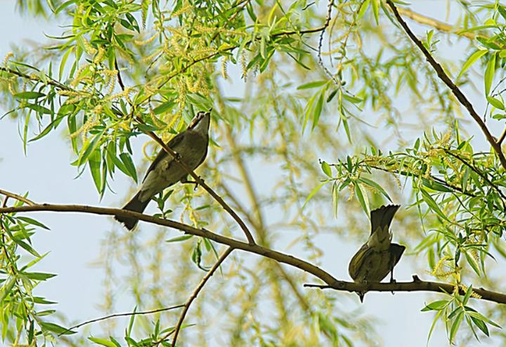 古今有名的十五首咏柳诗词,描写春柳的古诗有哪些