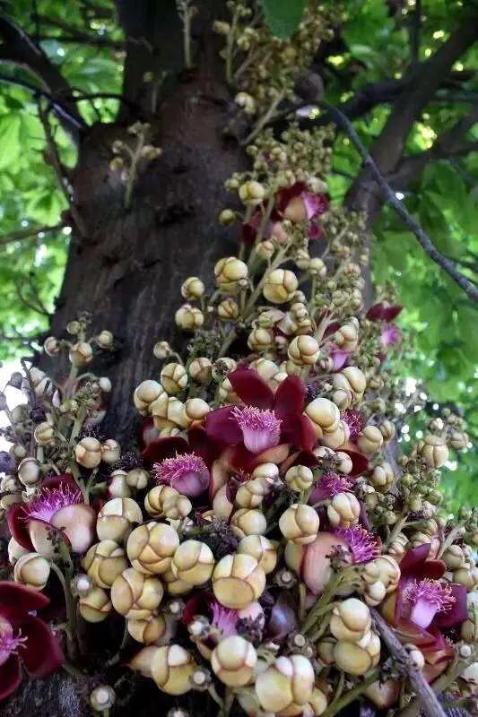 菩提树风景视频,菩提树唯美视频