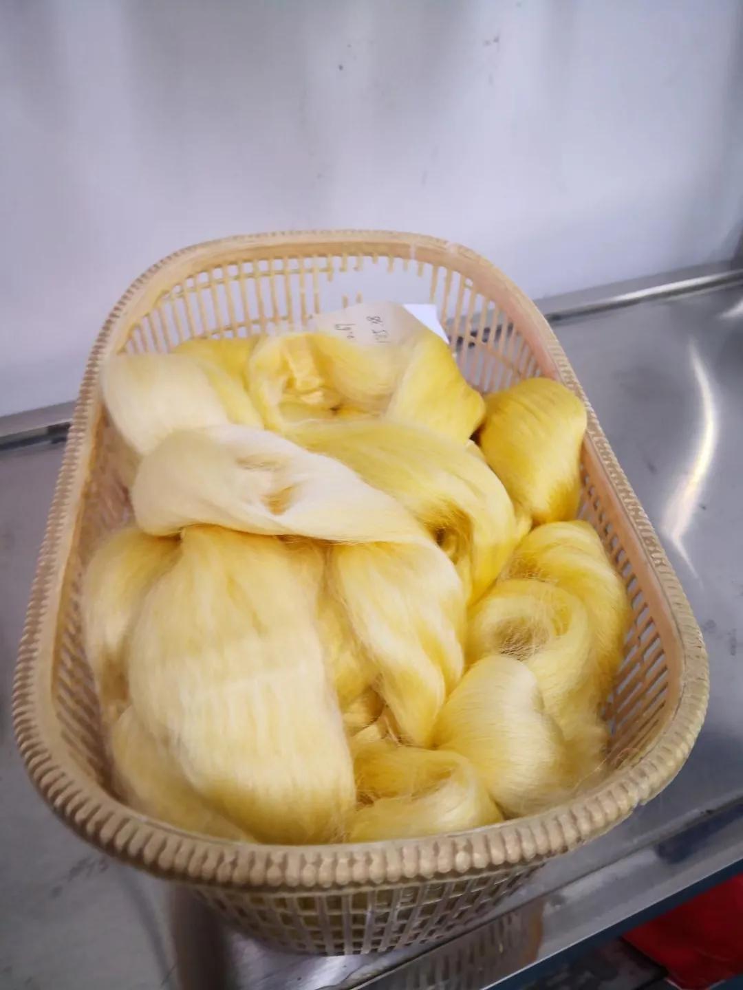 金蚕金丝,金丝蚕和白丝