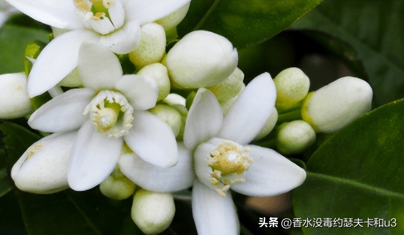 夏日香水,夏日香水有哪几种