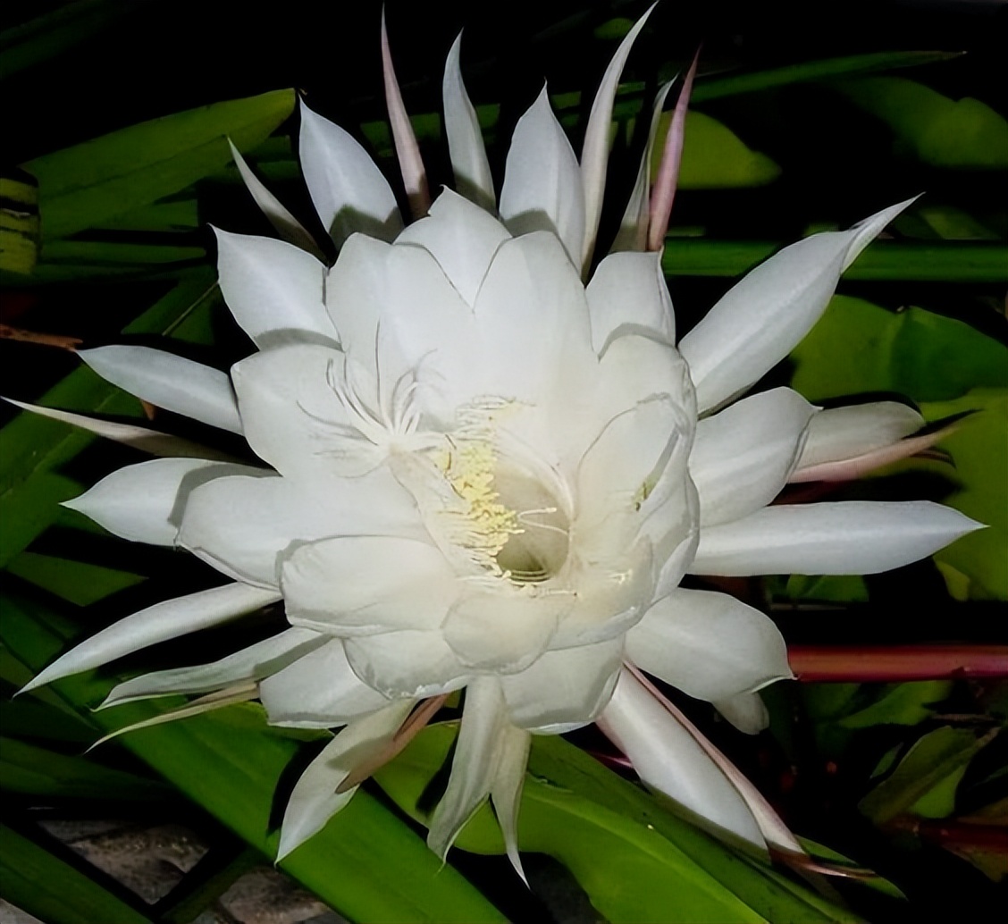 昙花可以放在室外养殖吗,昙花怕冻吗昙花的养殖方法