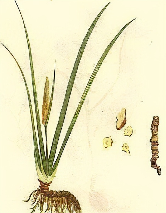 聪耳奇方治耳鸣吗,聪耳丸一般多少钱一盒