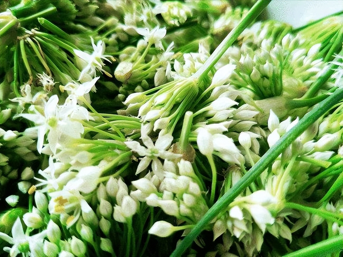 乡土散文大全,乡土散文