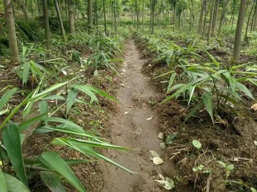 农村赚100万的项目有哪些,农村荒地种植什么最赚钱