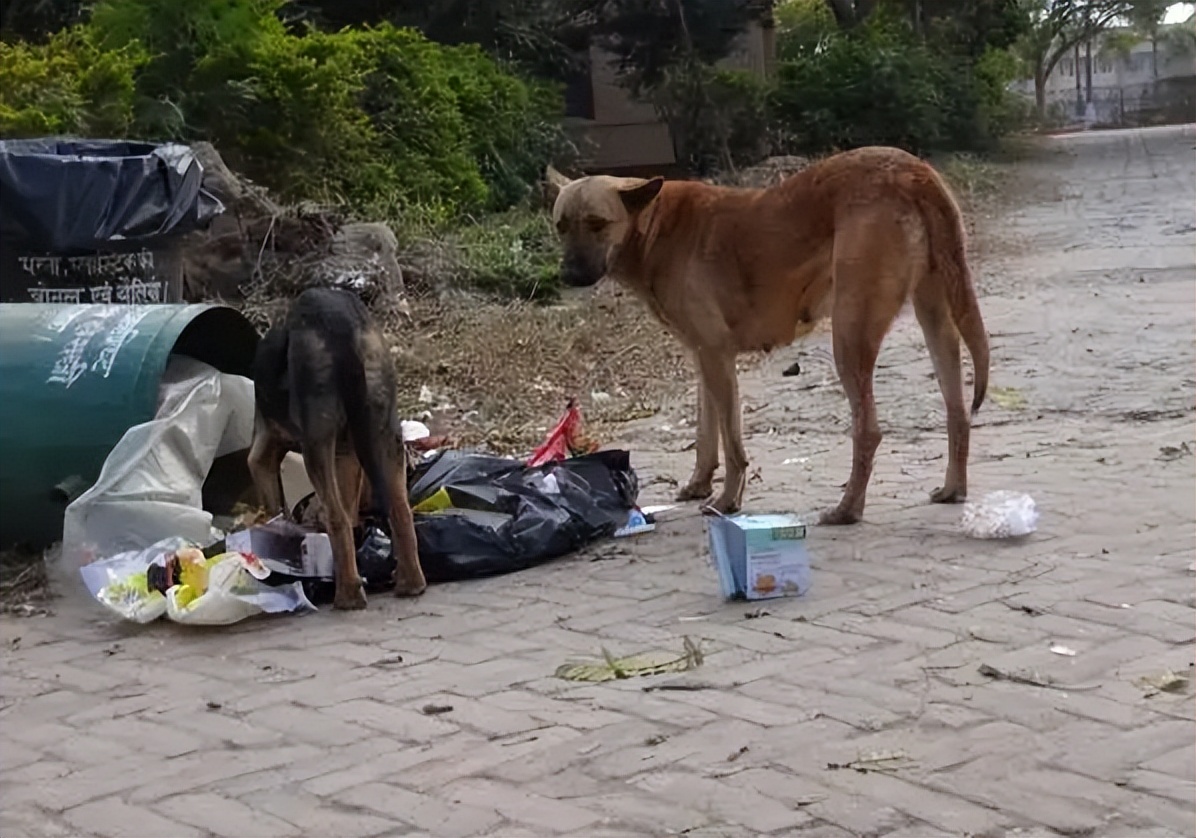 逗狗被咬索赔后续,逗狗被咬视频合集