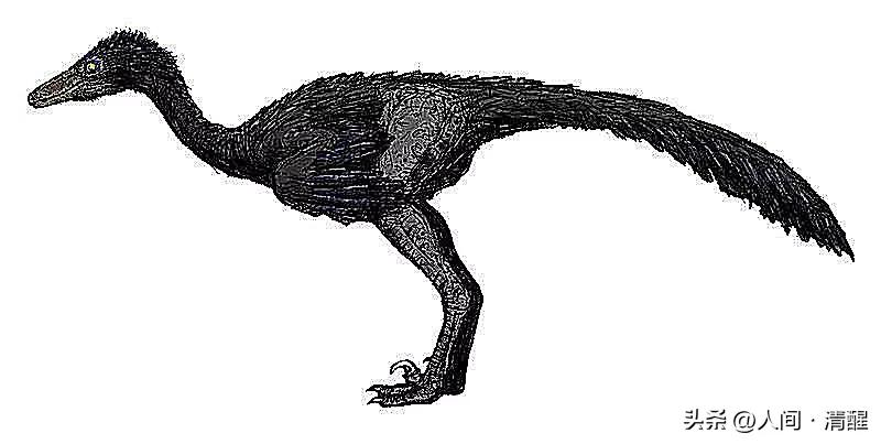 首次挖掘带羽毛的恐龙图片,全部带羽恐龙介绍纪录片