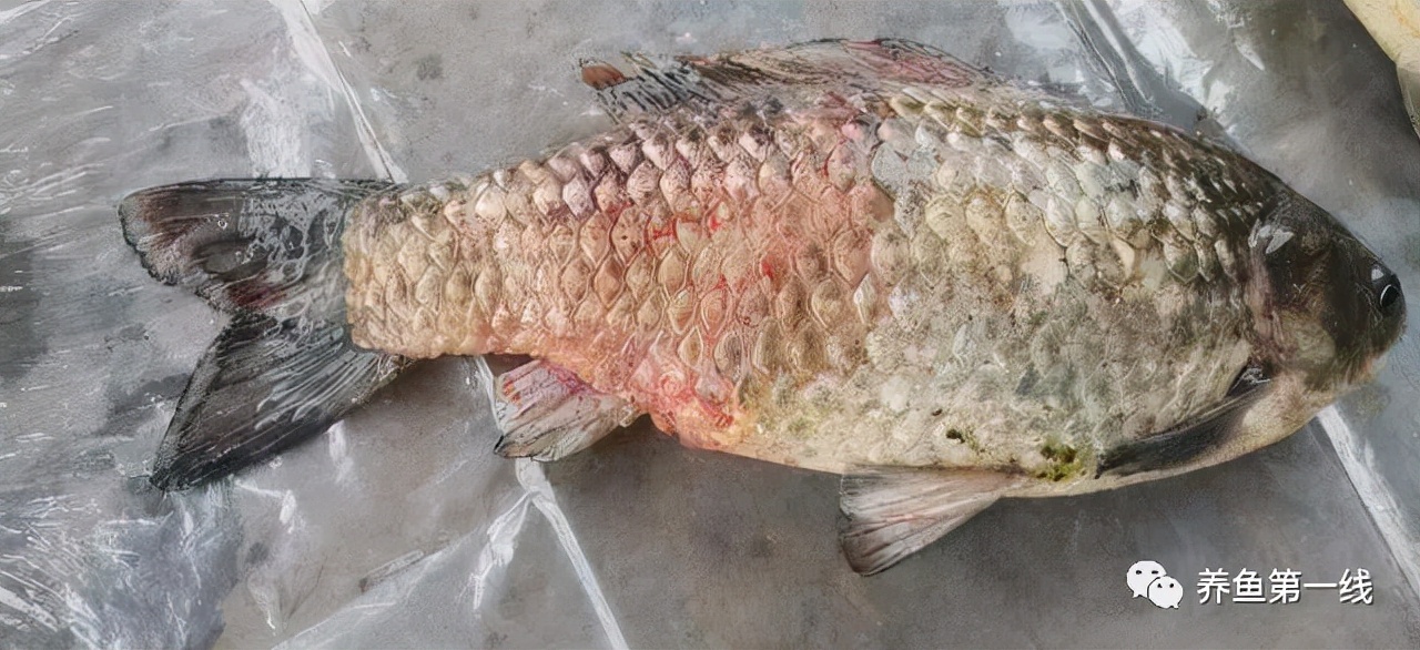 鱼类红嘴病图片,鱼烂嘴病的治疗方法